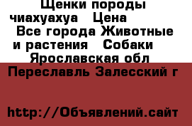 Щенки породы чиахуахуа › Цена ­ 12 000 - Все города Животные и растения » Собаки   . Ярославская обл.,Переславль-Залесский г.
